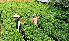 Xem toàn màn hình