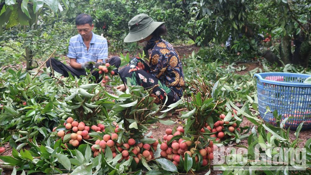 Nhiều doanh nghiệp tiếp tục xuất khẩu vải thiều Bắc Giang sang thị trường Nhật Bản