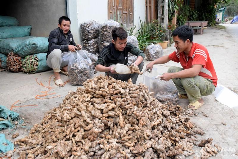 Hỗ trợ kết nối tiêu thụ sản phẩm gừng trên địa bàn tỉnh Nghệ An