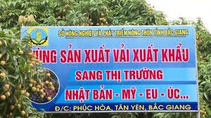        Chủ động tổ chức xúc tiến tiêu thụ vải thiều huyện Tân Yên năm 2022