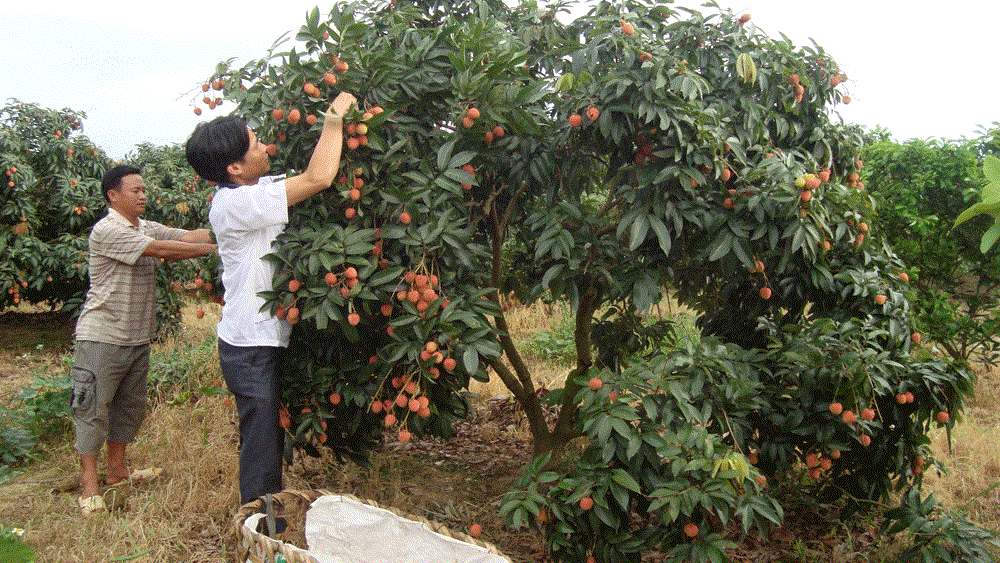 Nhân rộng mô hình liên kết sản xuất vải thiều