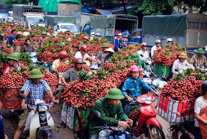 Bắc Giang 'gặt' vụ vải thiều thành công nhất trong 6 thập kỷ