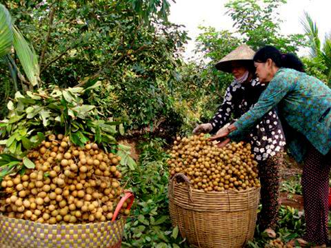 Nhãn muộn hiệu quả cao