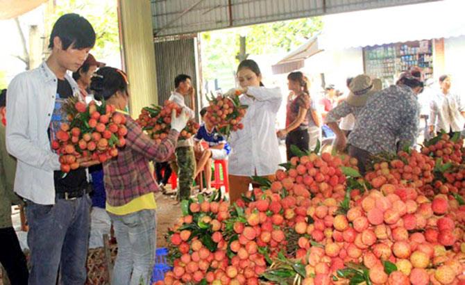 Thành lập 46 chi hội, tổ liên kết sản xuất, tiêu thụ vải thiều