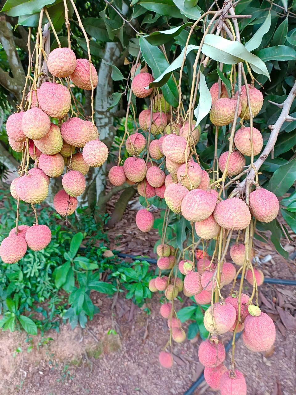 Vải trứng Phù Cừ – "Tân binh" cao cấp trên đất Tân Yên, hứa hẹn bùng nổ thị trường vải thiều năm 2025