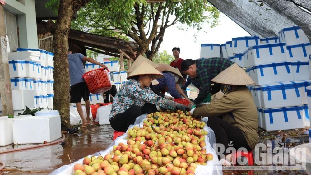 Các doanh nghiệp Trung Quốc đánh giá cao chất lượng vải thiều Bắc Giang