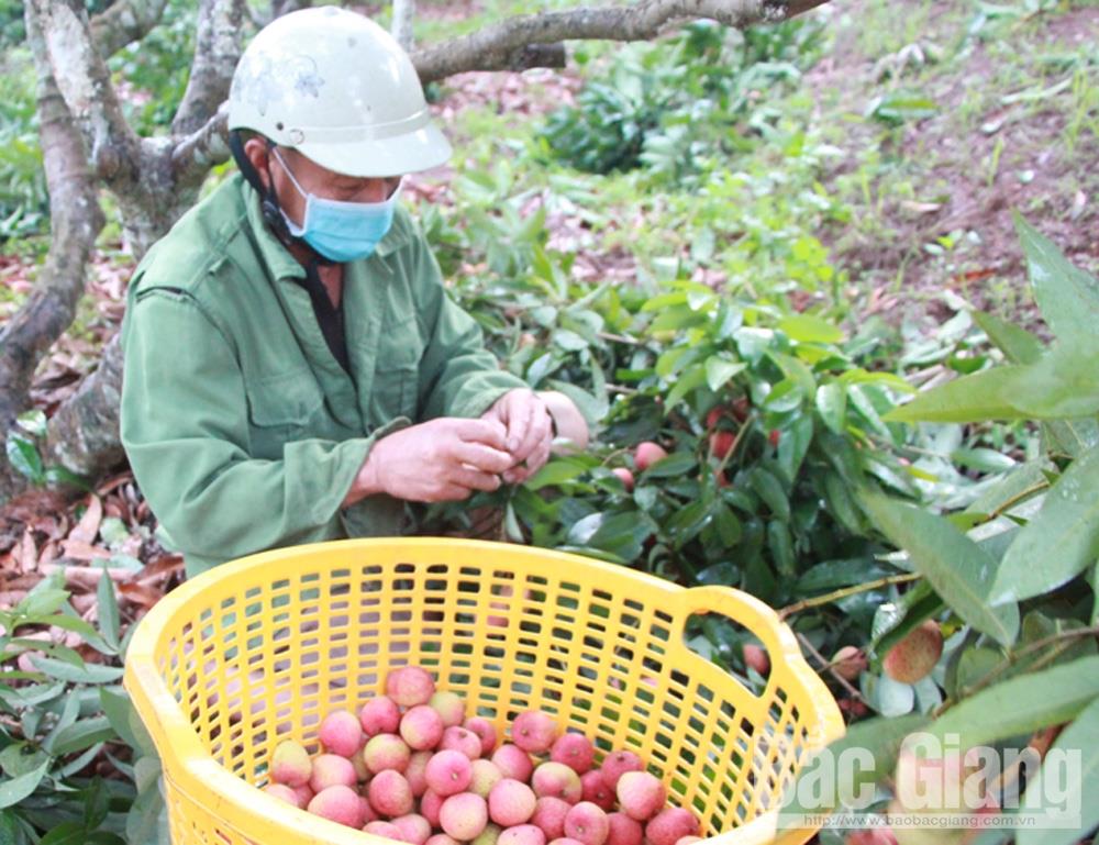 Vải thiều Bắc Giang đi Mỹ