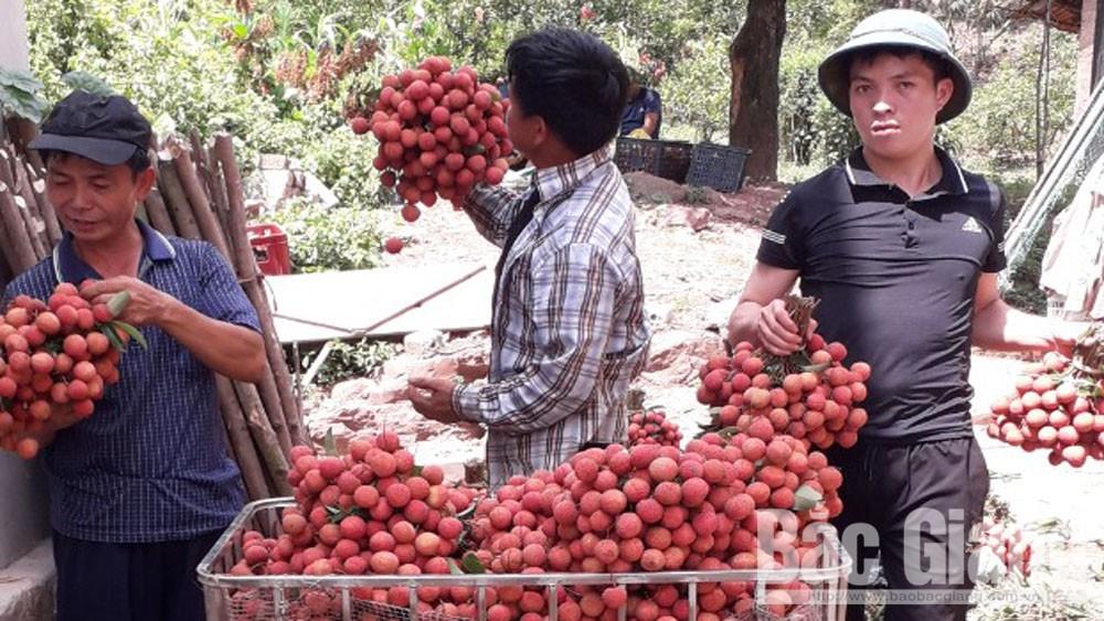 Bắc Giang: Thu mua vải thiều đi Nhật Bản thuận lợi, người dân phấn khởi