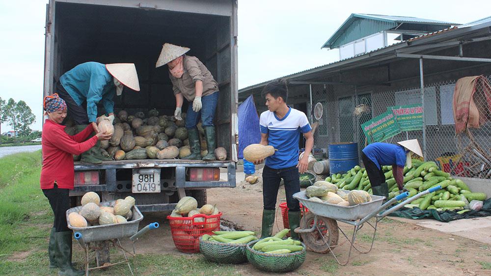 Phát triển nhãn hiệu rau sạch Yên Dũng: Làm điểm để nhân rộng