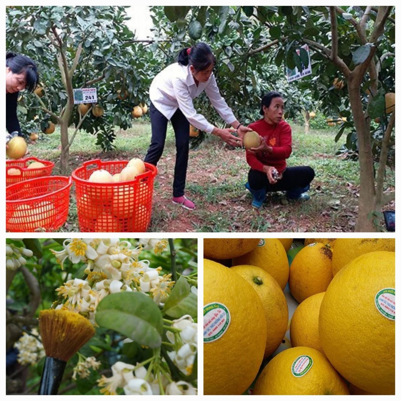 Quả ngọt trên quê hương người anh hùng áo vải