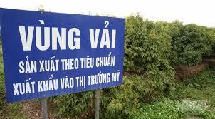 Bắc Giang: vải thiều được cấp mã vùng trồng đi xuất khẩu sang các nước 