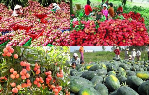 TÌNH HÌNH XUẤT KHẨU CÁC MẶT HÀNG RAU HOA QUẢ THỜI GIAN QUA