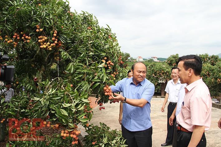 Bắc Giang: Đổi mới xúc tiến, mở rộng thị trường tiêu thụ vải thiều