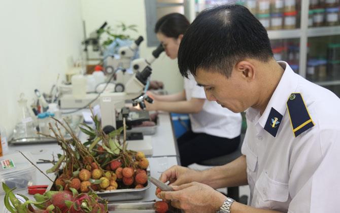 Ưu tiên thông quan nhanh, vải thiều xuất khẩu thuận lợi