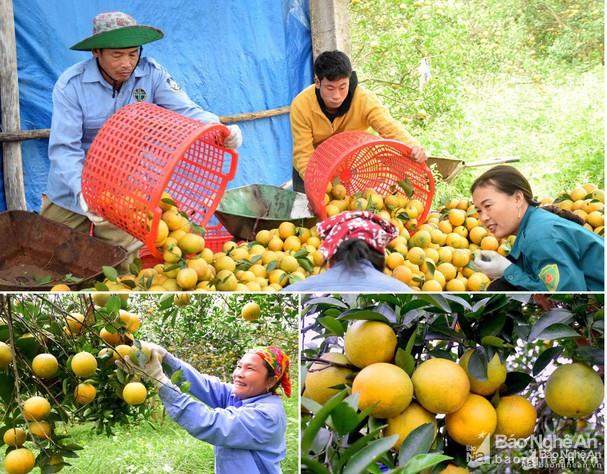 Hỗ trợ, kết nối tiêu thụ sản phẩm Cam, Quýt tỉnh Nghệ An