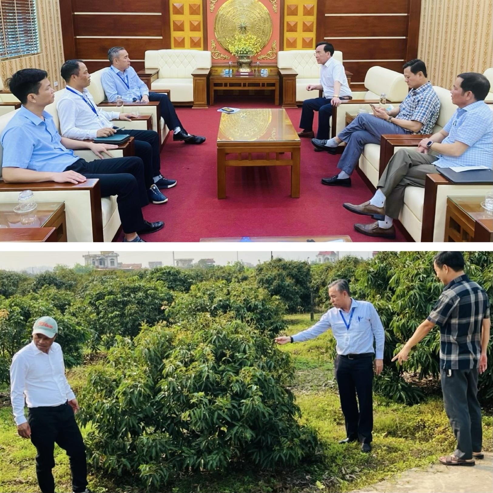 Bắc Giang tăng cường kết nối, đẩy mạnh tiêu thụ vải thiều tại thị trường trong nước năm 2024