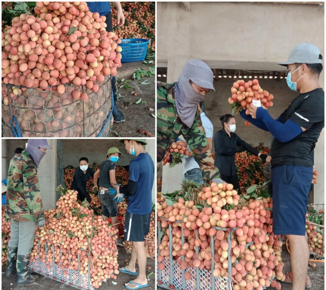 Yên Thế: Thực hiện các biện pháp hỗ trợ nhân dân thu hoạch, chế biến và tiêu thu vải thiều trong tình hình dịch Covid -19