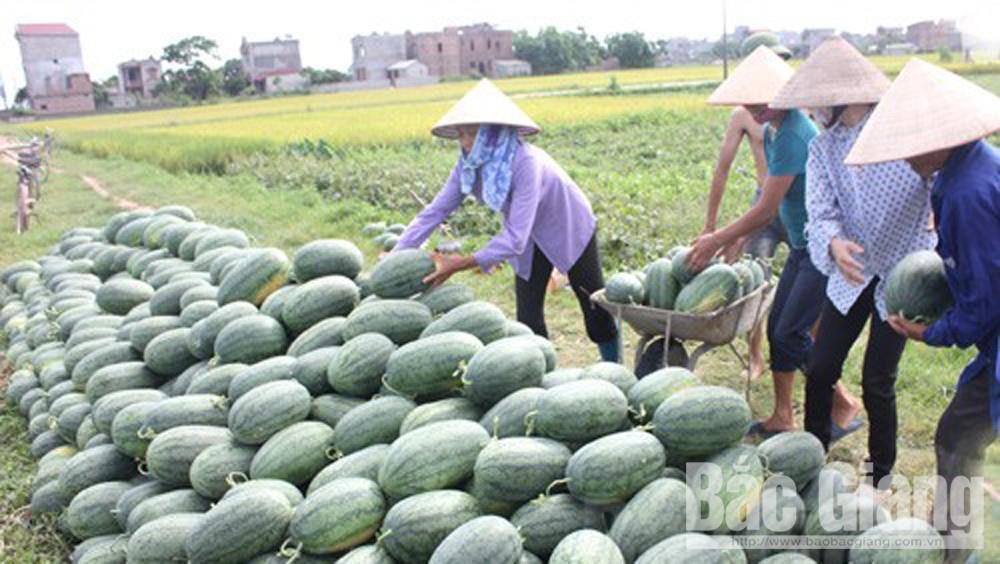 Dưa hấu Lục Nam cho thu gần 700 triệu đồng/ha