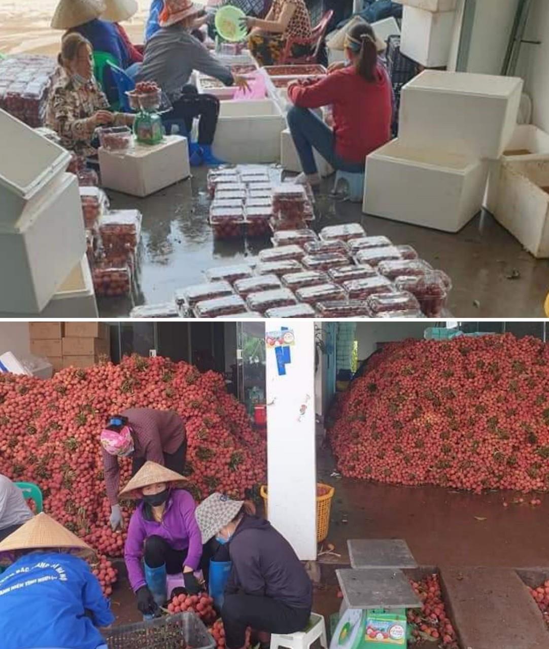 Vải thiều Bắc Giang xuất khẩu sang Trung Quốc thuận lợi qua cửa khẩu tỉnh Lào Cai và Lạng Sơn
