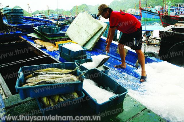 Hỗ trợ xúc tiến, kết nối tiêu thụ sản phẩm thủy sản huyện Cát Hải – Hải Phòng