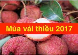 Báo cáo nhanh sản xuất và tiêu thụ vải thiều hết vụ năm 2017