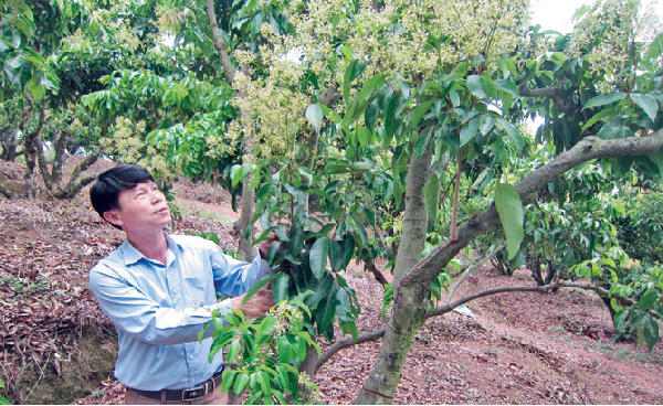 Nông dân Lục Ngạn, Bắc Giang đã sáng tạo ‘ép’ vải ra hoa