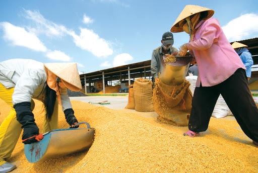 Xuất khẩu gạo gặp khó khăn do lệnh phong tỏa toàn quốc