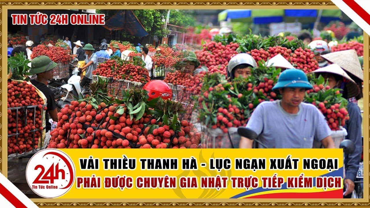 Vải Thanh Hà – Lục Ngạn chất lượng tạo lên thương hiệu