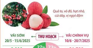 Vải thiều Bắc Giang 2025 – Sẵn sàng cho một mùa vụ thắng lợi, chất lượng và bứt phá
