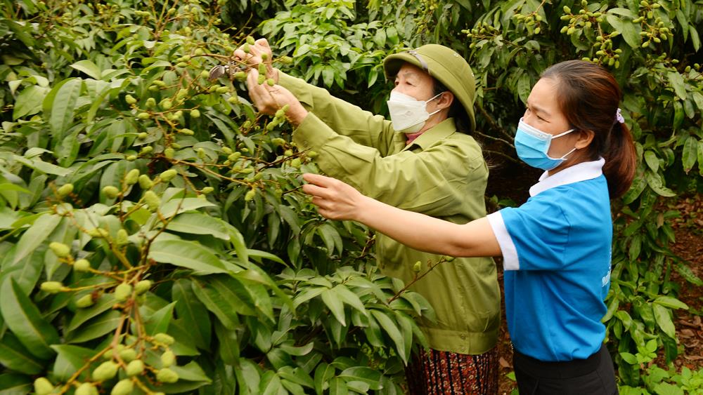 Nông dân Tân Yên sản xuất vải an toàn để thuận đầu ra