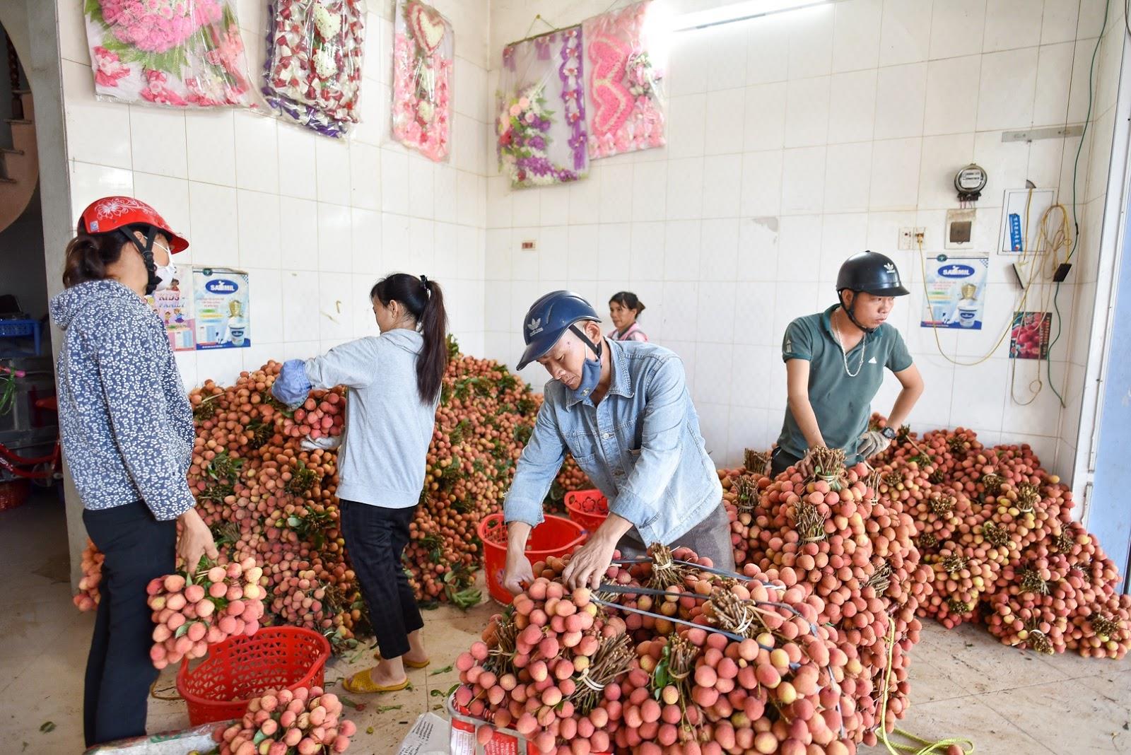         Lục Nam triển khai nhanh các biện pháp sản xuất và tiêu thụ vải thiều 