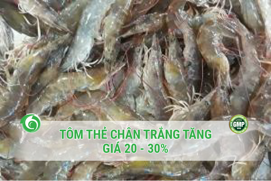 Phối hợp, hỗ trợ tiêu thụ Tôm thẻ chân trắng tại xã Bình Dương, huyện Bình Sơn, tỉnh Quảng Ngãi 