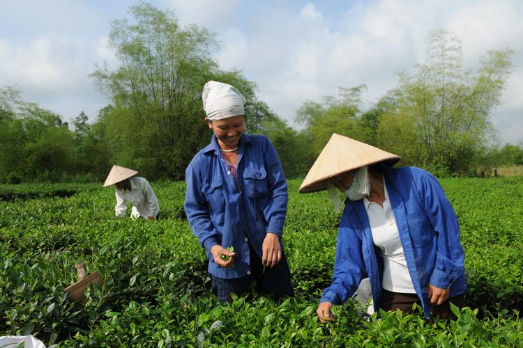 Giải bài toán chất lượng:Xuất khẩu chè