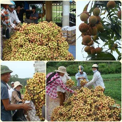 Mùa vải 2020: Bắc Giang sẵn sàng "kích hoạt" các kịch bản tiêu thụ