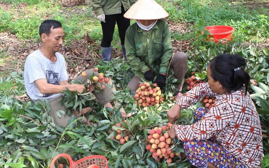 Lạng Giang đảm bảo tiêu thụ nông sản vải thiều và các dịch vụ thiết yếu, ổn để ứng phó với dịch Covid-19 trên địa bàn huyện