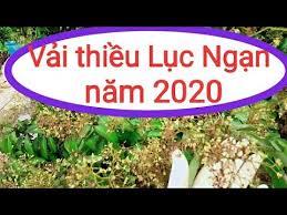 Dự kiến sản lượng và thời gian thu hoạch vải thiều năm 2020