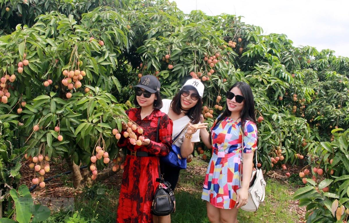Mùa vải thiều: Các nhà vườn Bắc Giang rộng cửa đón khách