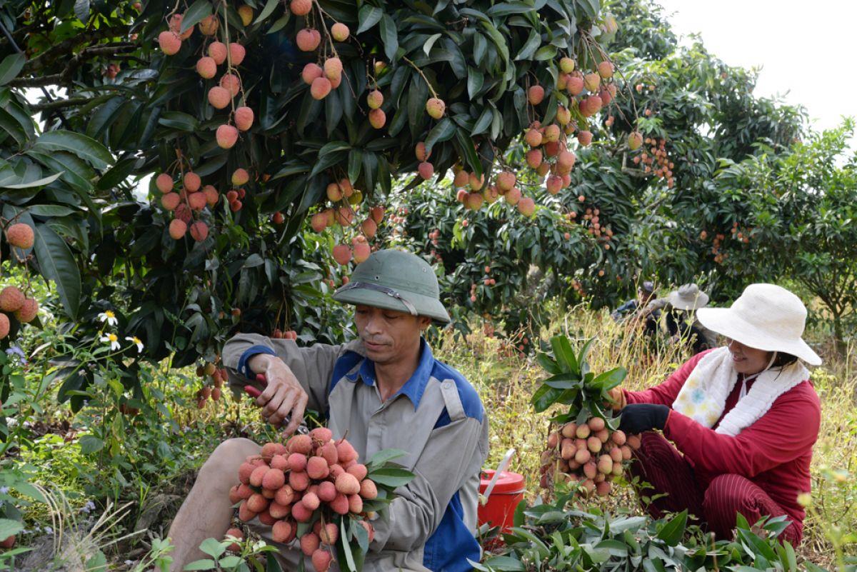 Bắc Giang có 149 mã vùng trồng vải, cơ hội lớn để xuất sang  thị trường Trung Quốc?