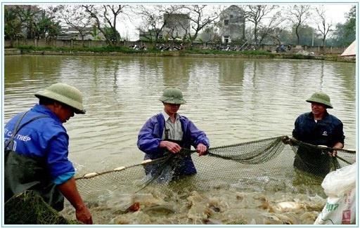 Đột phá trong nuôi thủy sản hàng hóa ở Bắc Giang: Nhiều “cánh đồng ánh bạc”
