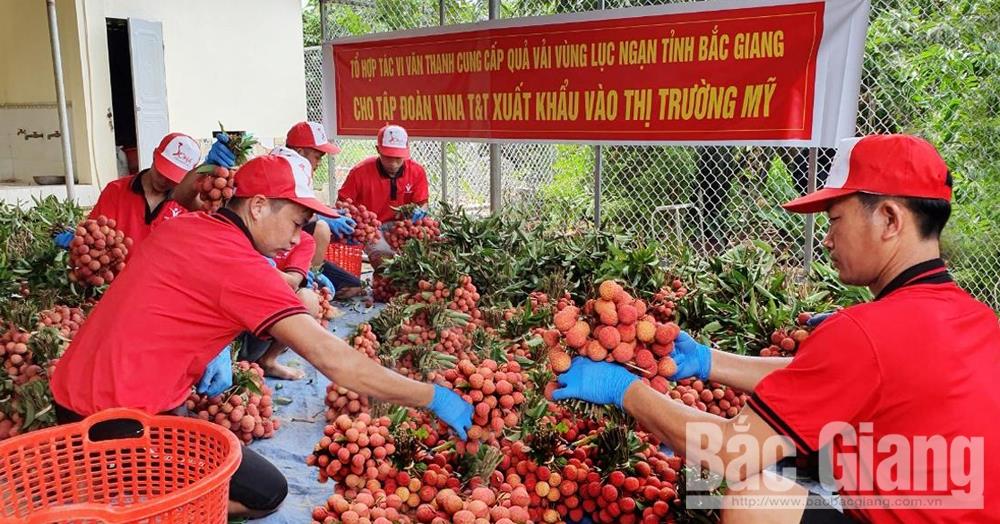 Thu mua vải thiều xuất khẩu đi Mỹ