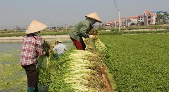 Giá rau cần Hoàng Lương (Hiệp Hòa) cao kỷ lục