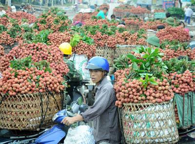 Cơ hội tuyệt vời để xuất khẩu vải thiều sang Nhật Bản, Hàn Quốc