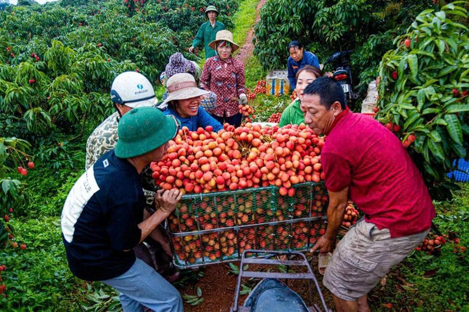 Thủ tướng Chính phủ ban hành Công điện chỉ đạo khẩn trương triển khai các giải pháp đảm bảo tiêu thụ nông sản, 