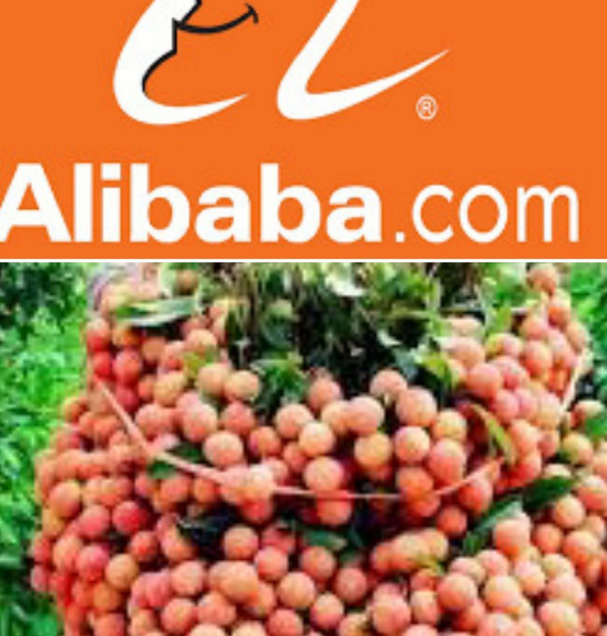 Vải thiều Bắc Giang sẽ quảng bá trên Alibaba