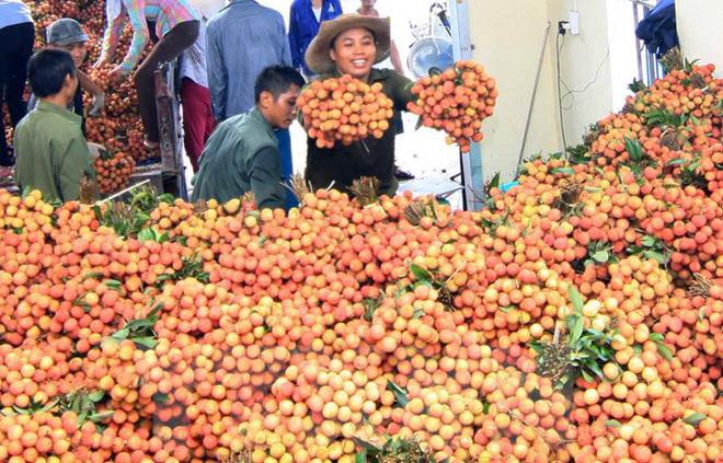 Vải thiều được giá, lượng xuất khẩu tăng mạnh