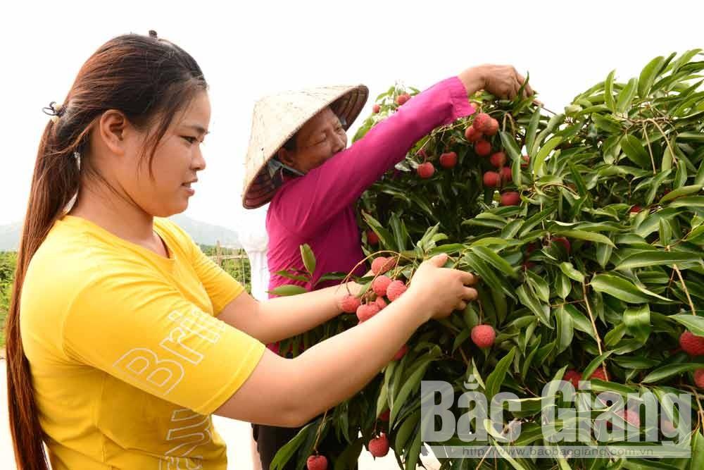 Triển khai sàn thương mại điện tử vải thiều Lục Ngạn