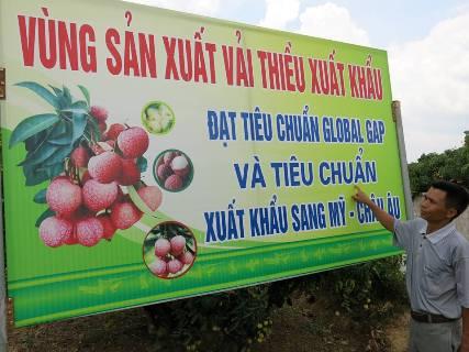 Vùng sản xuất vải thiều đạt tiêu chuẩn GLOBALGAP