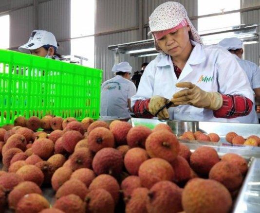 Việt Nam phấn đấu đưa kim ngạch xuất khẩu rau quả vào 5 nước hàng đầu thế giới