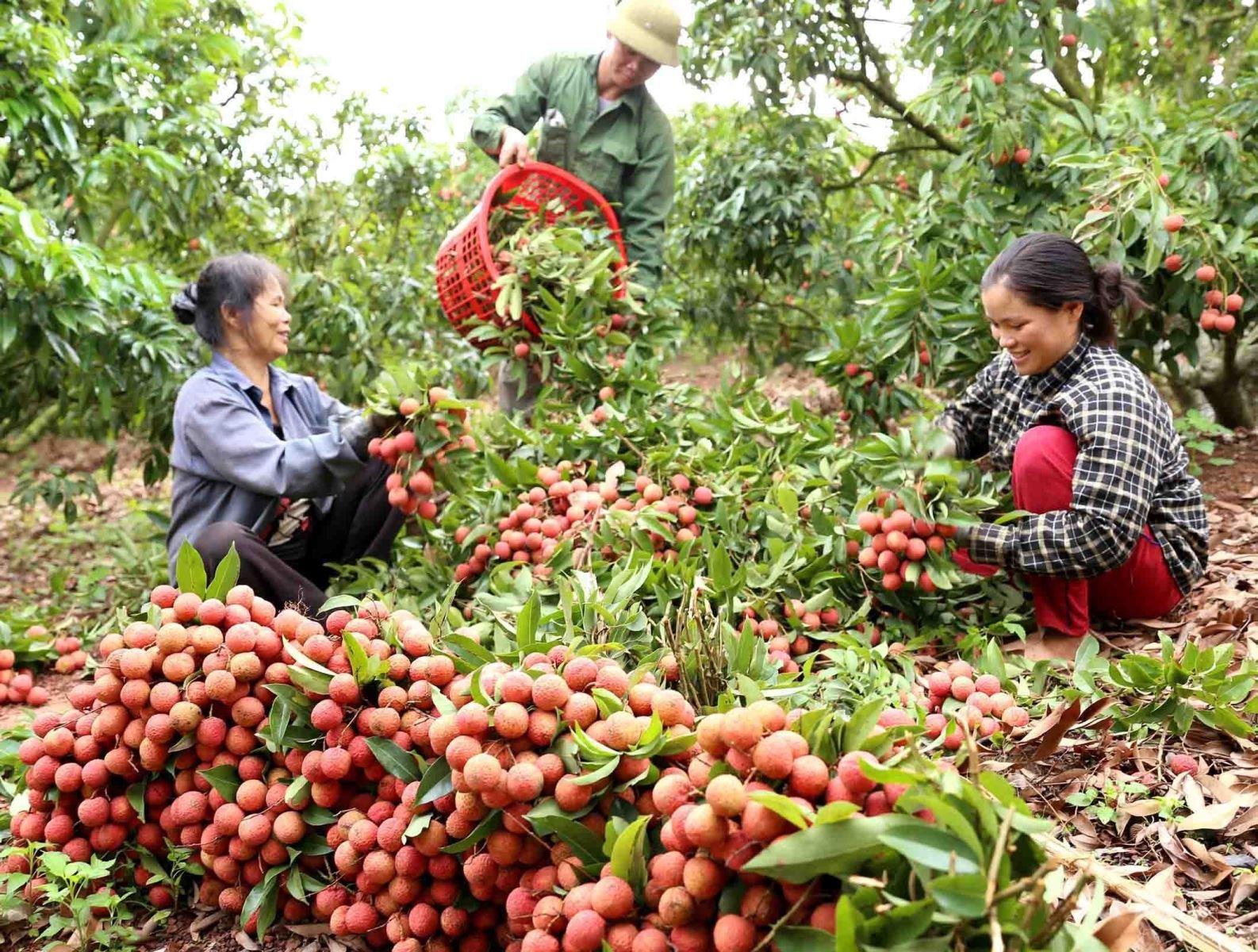 Lục Ngạn: tiêu thụ gần 25 nghìn tấn vải thiều