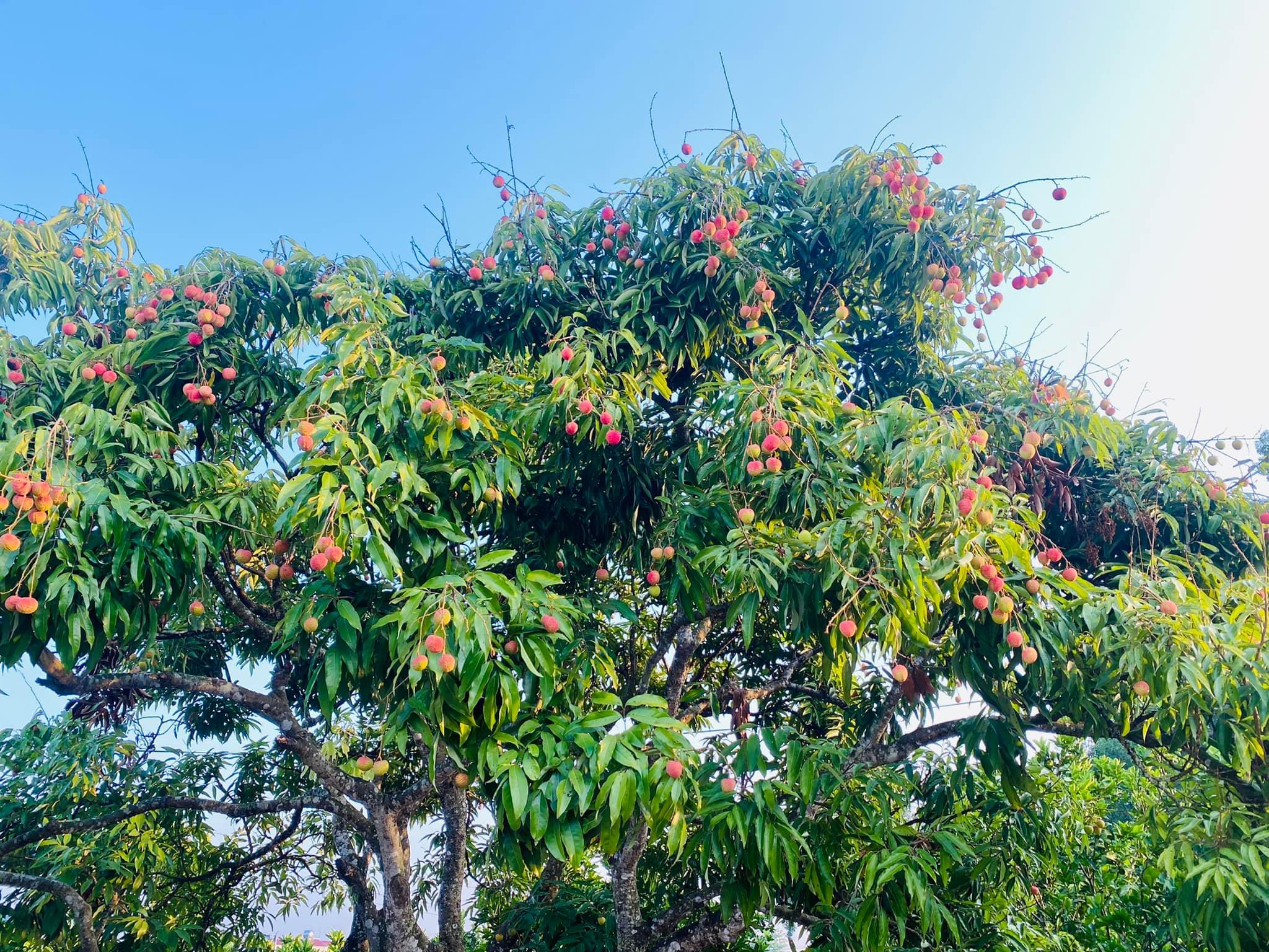    Hơn 95 thương nhân Trung Quốc đăng ký đến Bắc Giang thu mua vải thiều